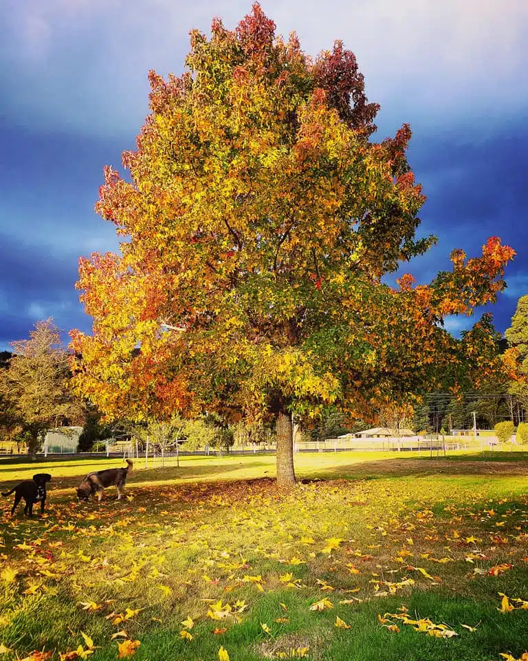 A tree with vibrant autumn foliage stands in a sunlit park, with a dark cloudy sky in the background. Two dogs play near the base of the tree.