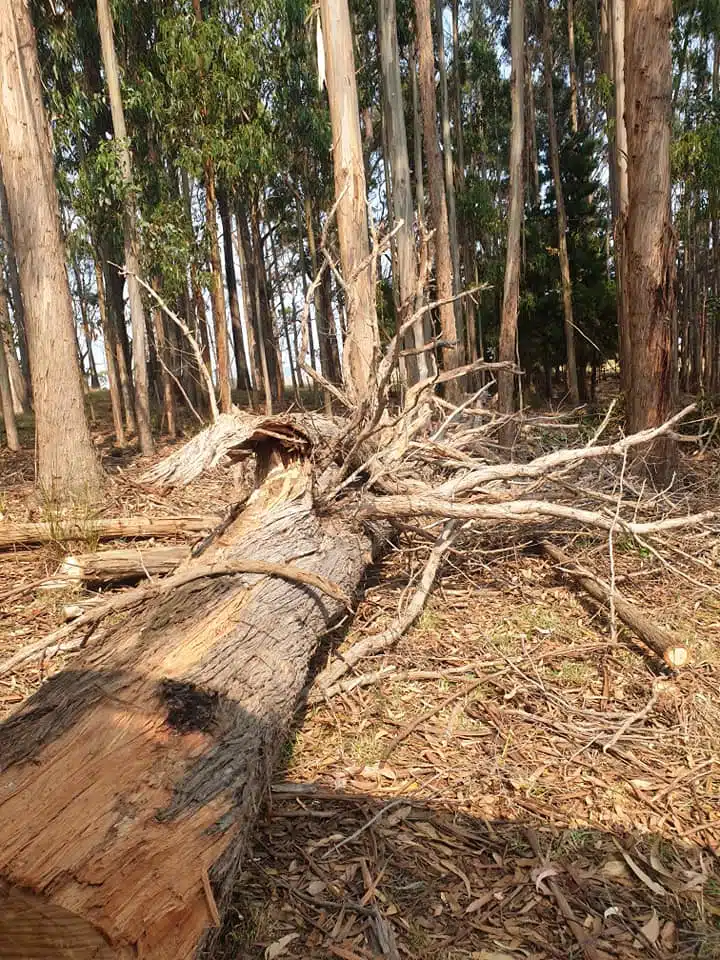A large tree lies fallen and split in a dense forest, surrounded by other standing trees and debris.