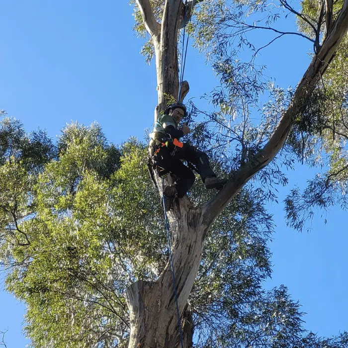 A person wearing climbing gear and a helmet is suspended in a tree, surrounded by green leaves and a clear blue sky.