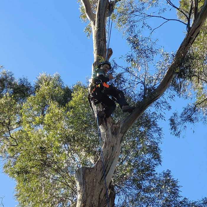 A person wearing climbing gear and a helmet is suspended in a tree, surrounded by green leaves and a clear blue sky.