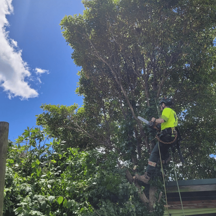 A person wearing safety gear is standing on a tree branch while using a chainsaw to trim the tree. The sky is clear with a few clouds.