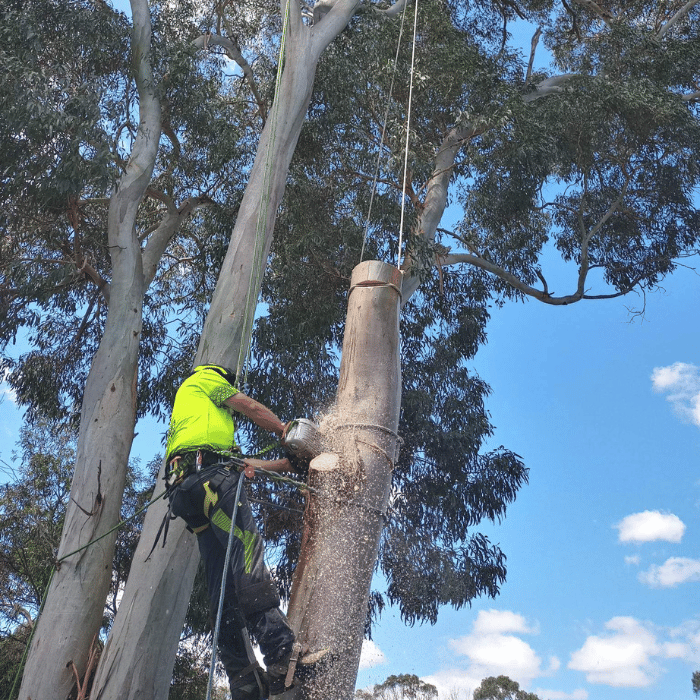 A worker in safety gear uses a chainsaw to cut down a large tree trunk, which is supported by ropes, against a backdrop of tall trees and a partly cloudy sky.